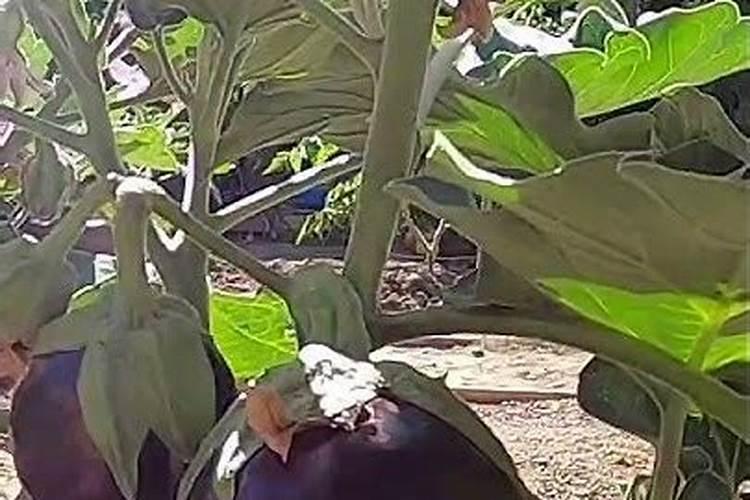 早熟毛豆的高产种植管理技术 毛豆怎么施肥好