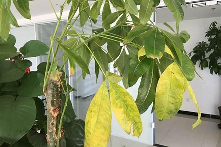 发财树叶子喷是叶子发亮(揭秘发财树叶子喷亮技巧,轻松打造家居绿植新 ...