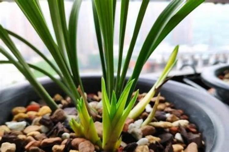 兰花叶面肥可以喷新苗吗？