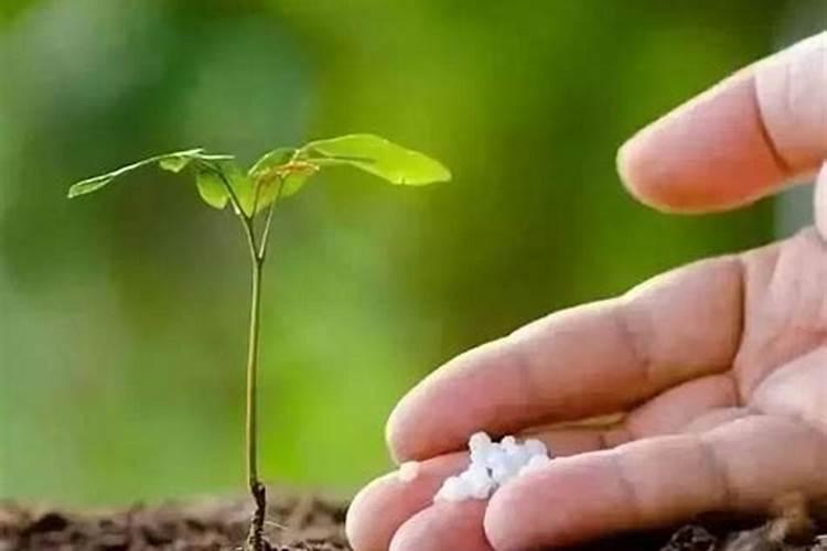 钾肥有哪些种类与用途