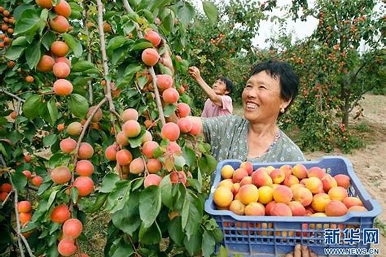 杏子栽重茬用什么杀菌药？