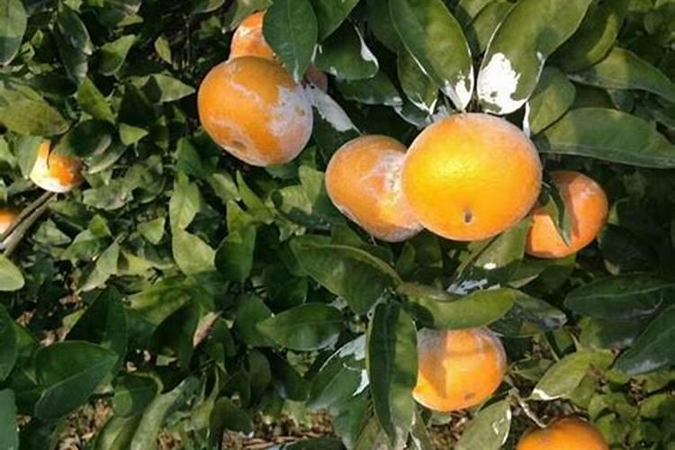 柑桔秋稍抽的太多,怎么办