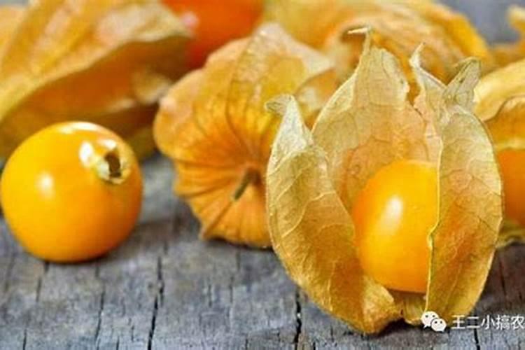 菇娘果黄叶是怎么回事急急急