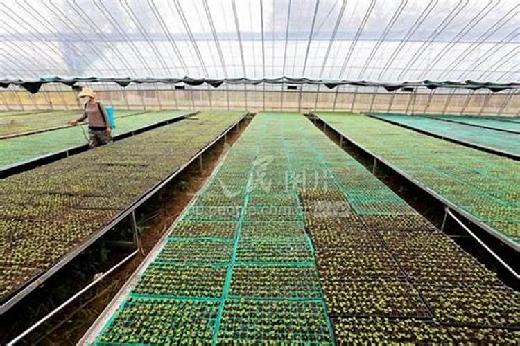 大棚西瓜壮果肥上什么肥好？西瓜专用肥哪家好？西瓜增甜防裂叶面肥金泰靓...