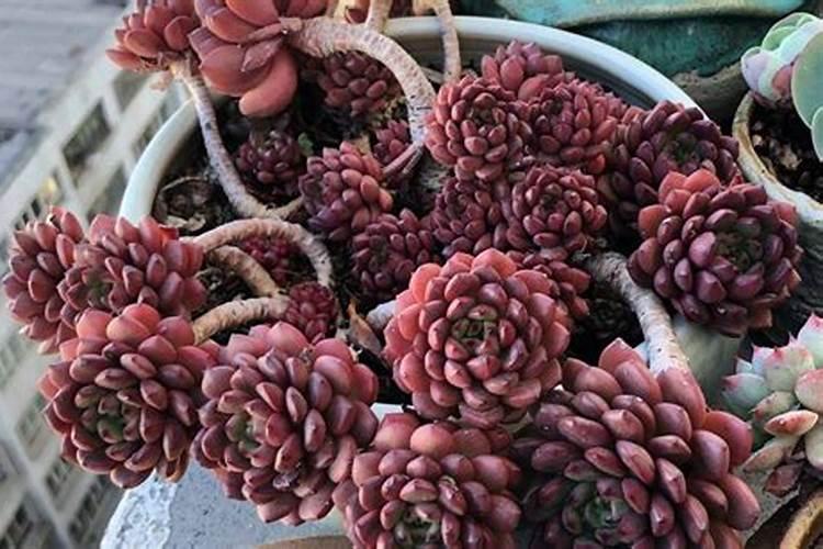 多肉黑法师怎么施肥,4个步骤教你施出美丽的黑法师