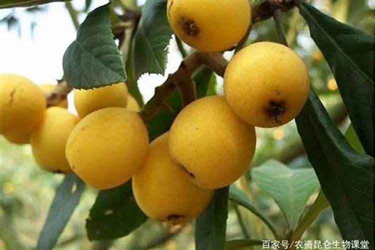 氯化钾果树上应用