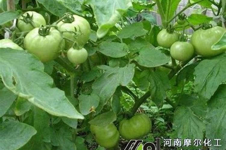 果实膨大期施肥诀窍有哪些