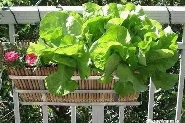 盆栽百合花施什么肥好,百合花怎么施肥/施用氮肥