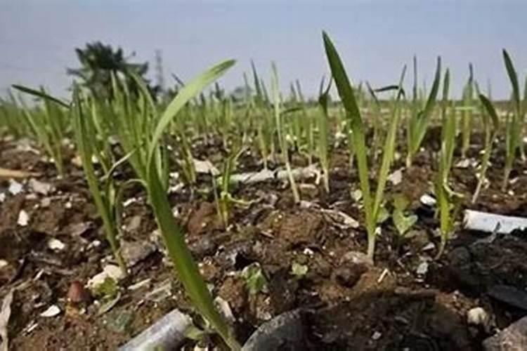 掺混肥氯离子多少算超标