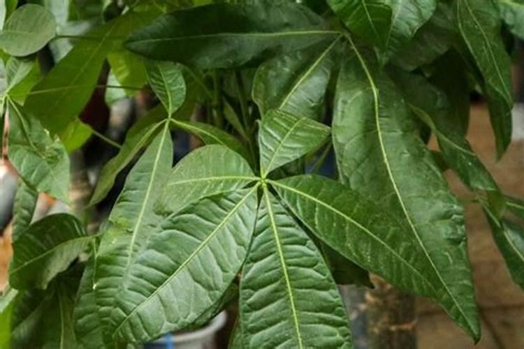 磷酸二氢钾可以浇发财树吗