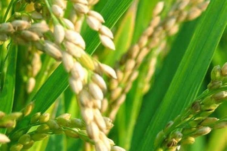 江苏地区育早糯稻种植技术要求