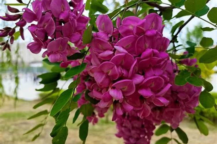 这是什么花或树的叶子？