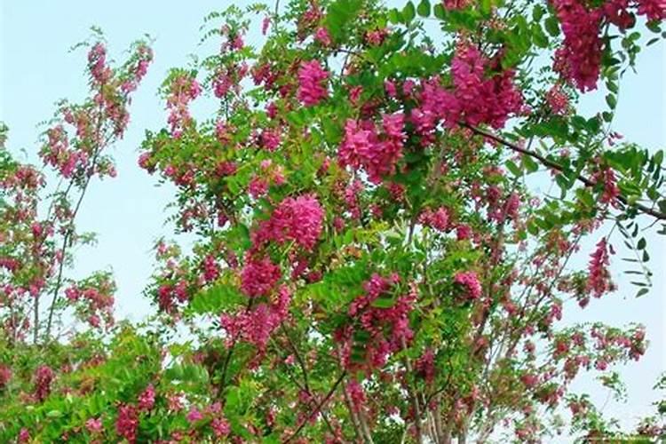 海棠树盆景怎么养(盆景海棠花的养殖方法介绍)