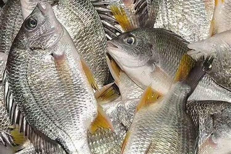 淡水鱼“出血病”,真的来了!传染性高、死亡量大、不易控制