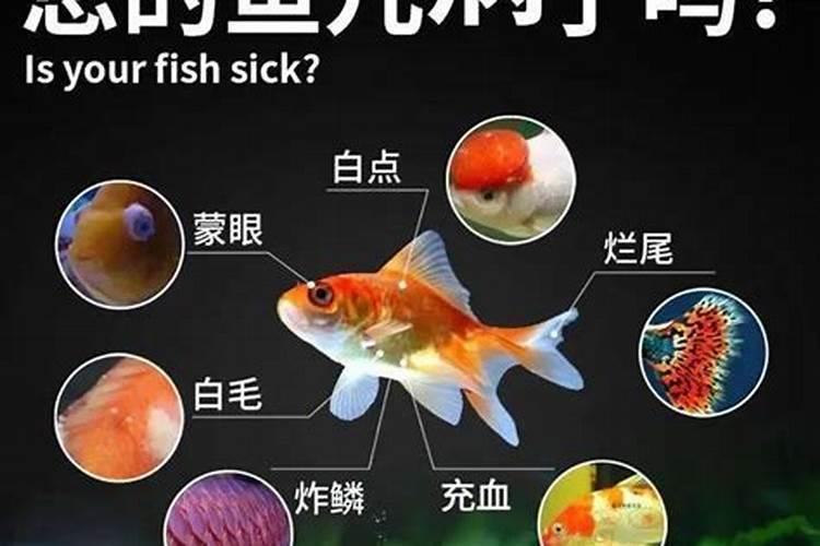 鱼塘施肥方法和注意事项 鱼塘如何施肥以及注意事项