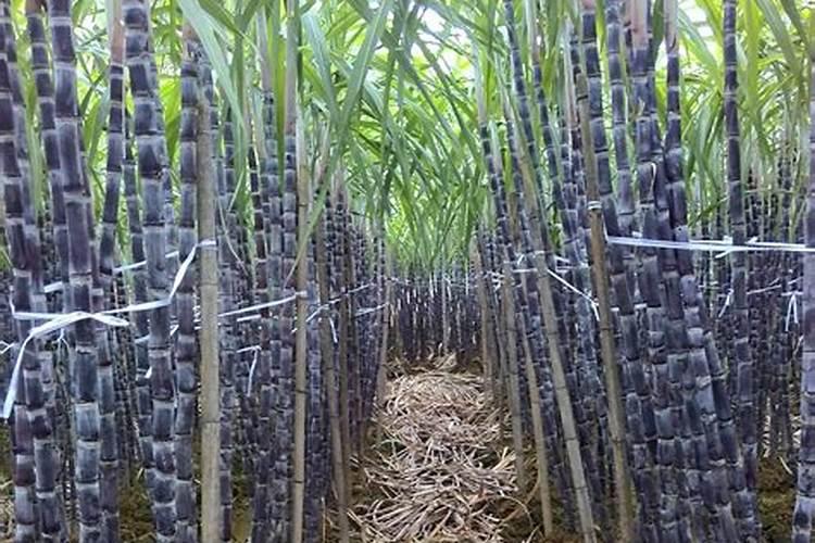 种植甘蔗需要哪些肥料打底