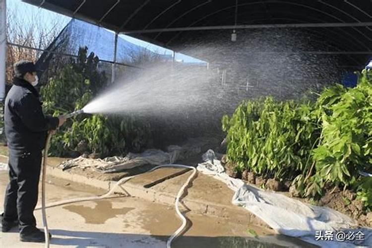 千万苗木人增收的秘诀,苗木养护施肥技巧