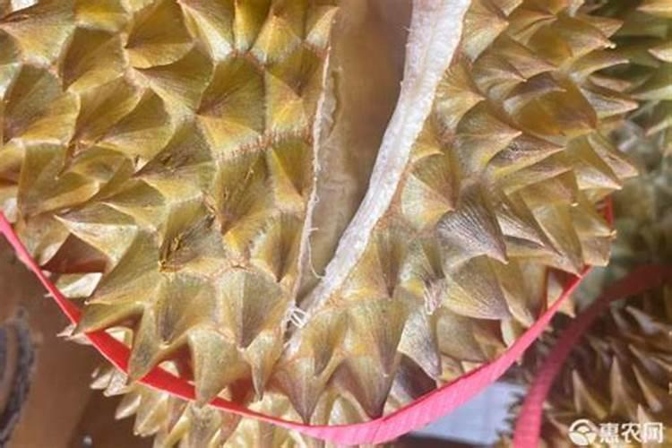 把榴莲核种下去可以得到榴莲吗