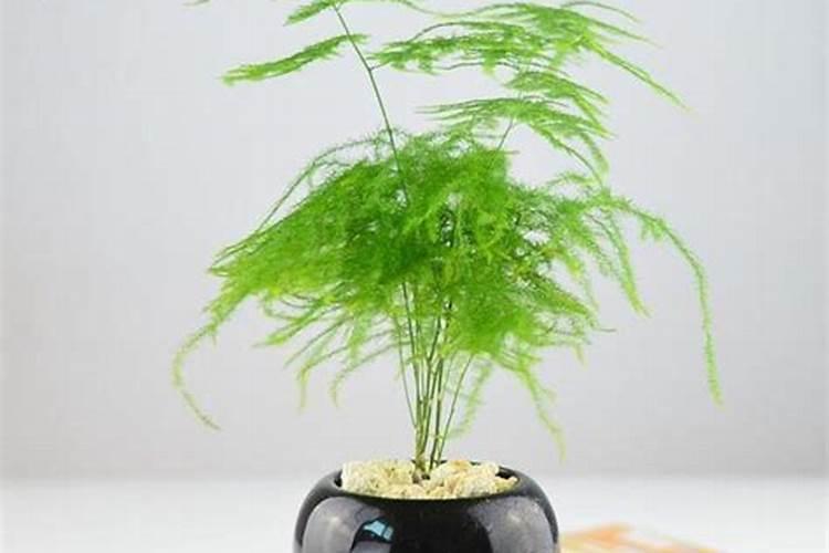 文竹能不能浇叶子(文竹可以喷叶面肥吗)