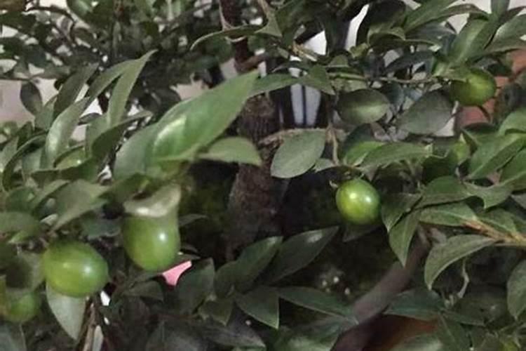 黑骨茶盆景的养殖方法 黑骨茶盆景怎么养