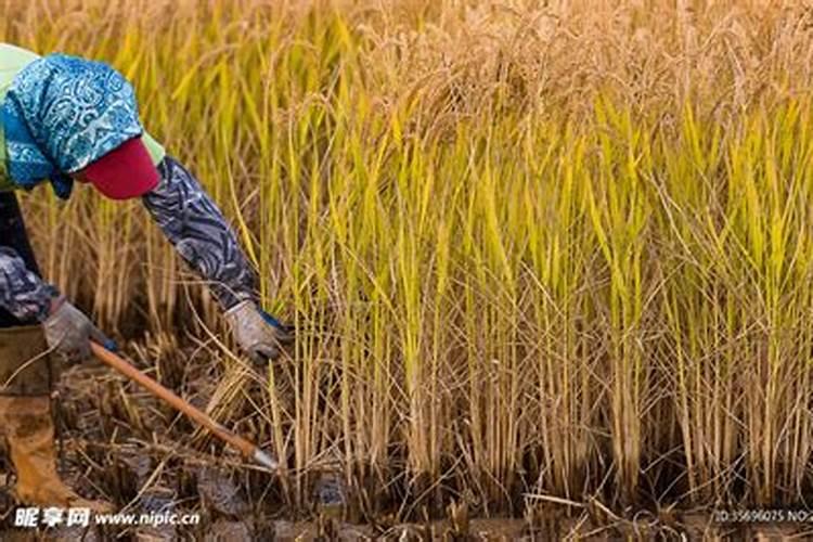 水稻追肥什么时间最合适