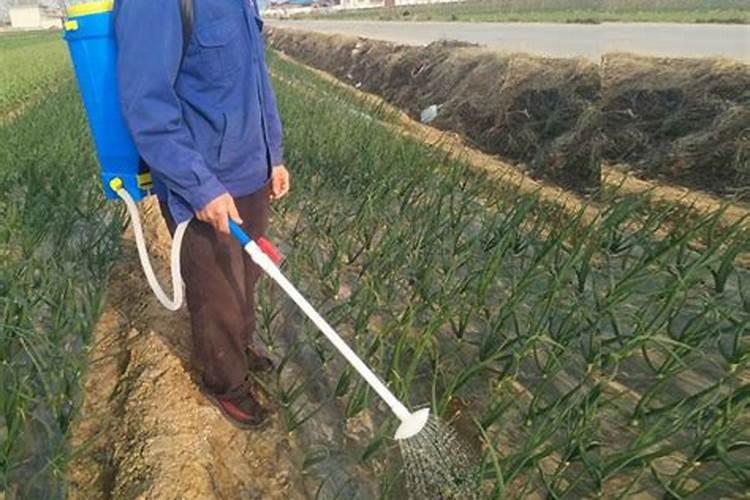 蔬菜水溶肥怎么用？需要注意哪些问题？