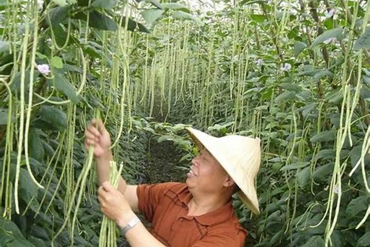 豆角花期用什么肥最好