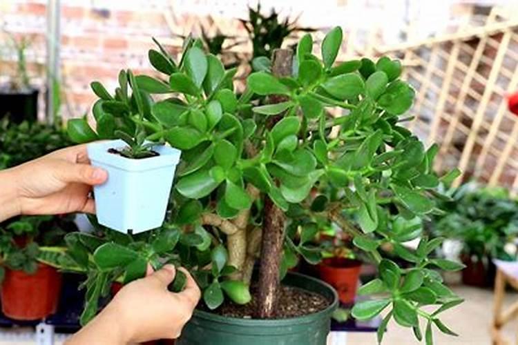 种了点西红柿,已经开花了,用不用掐尖什么的？