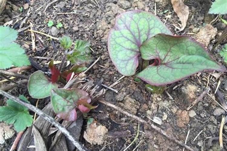 鱼腥草种植时间和方法