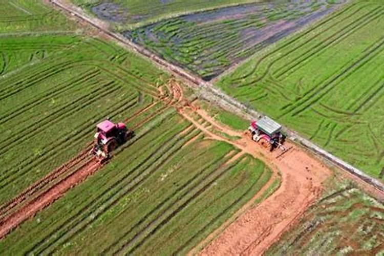 水稻要施硼肥吗