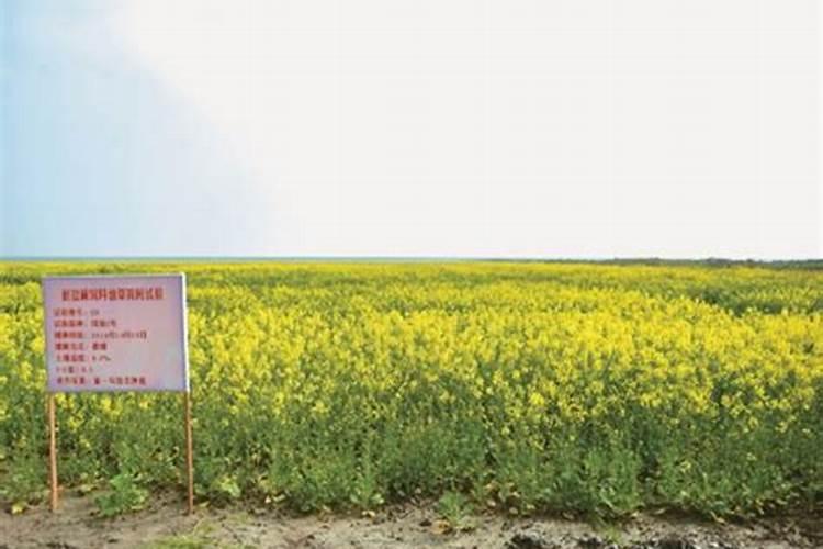 油菜籽的种植方法