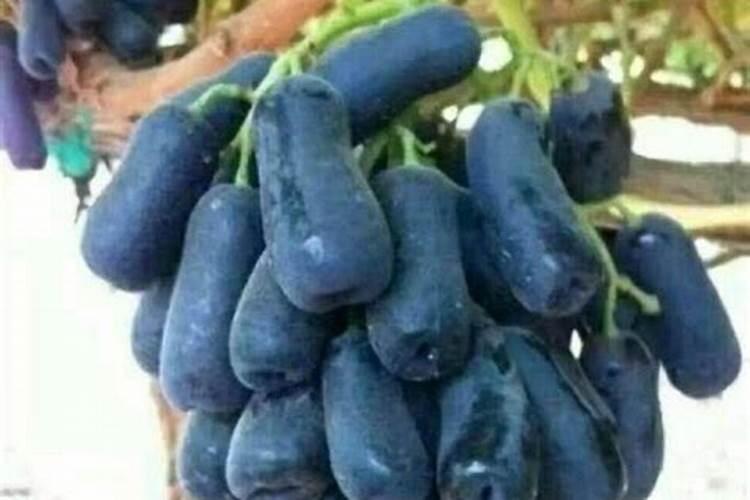 在养殖中,什么肥料能让果实膨大效果最好？