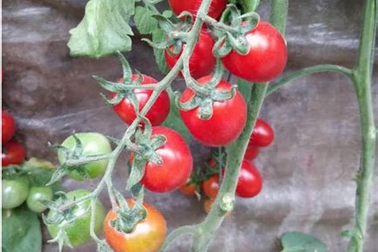 番茄的叶面肥该怎样喷施,如何选择叶面肥呢？