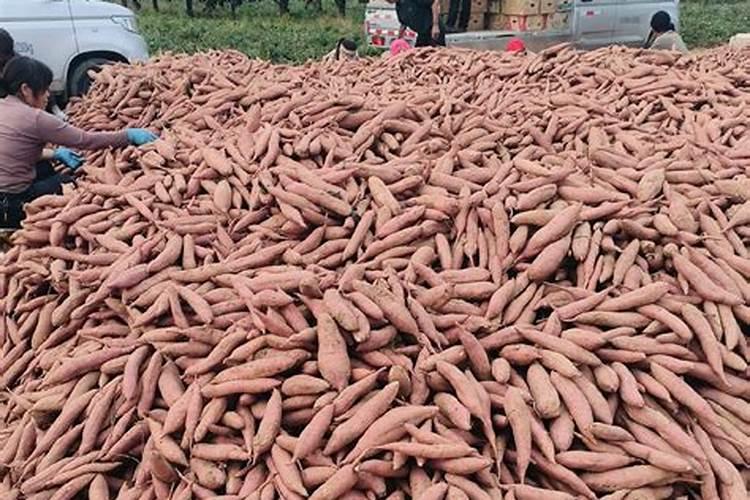 果树喷施葡萄糖好处是什么