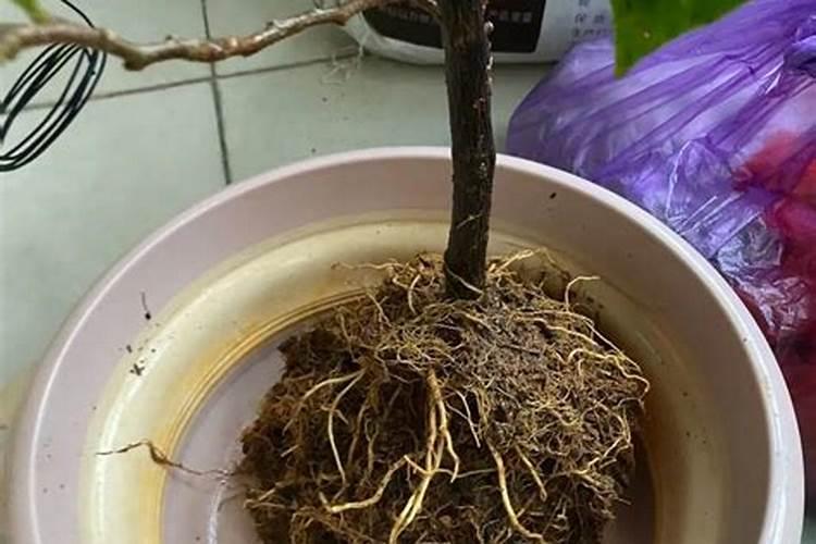 三角梅断根促花法后期应该怎么补救