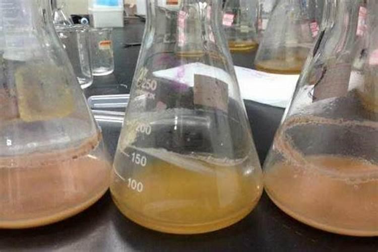 裙带菜发酵是什么肥料