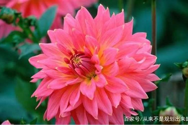 大丽花的养殖方法和注意事项都有哪些？