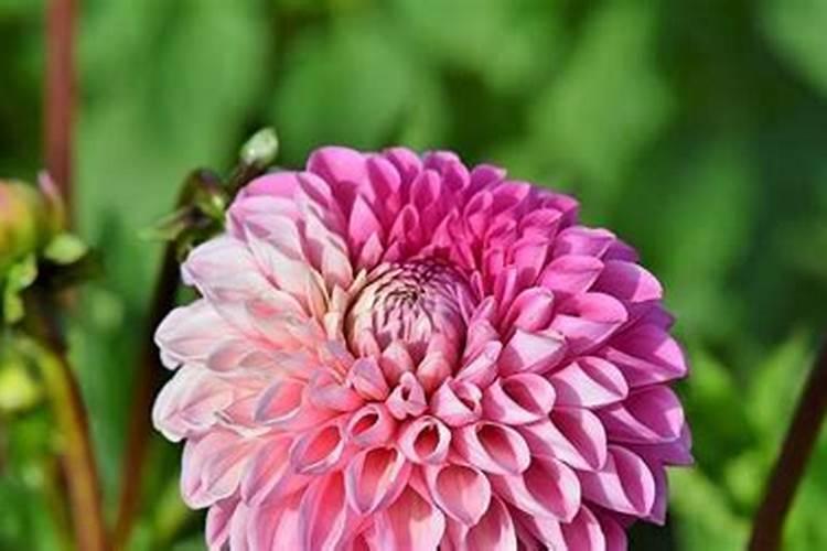 大丽花防治病虫害的方法有哪些？