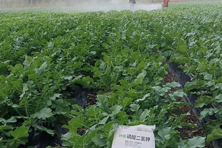 如何辨别水溶肥料的好坏