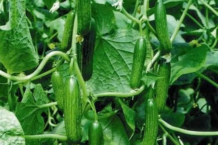 黄瓜保花保果用哪种水溶肥效果好？黄瓜结果期需要用什么肥料？