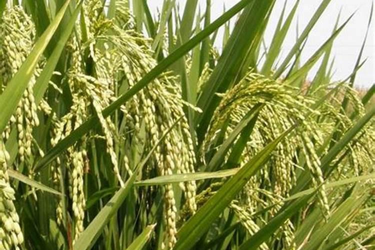 水稻扬花期用什么叶面肥