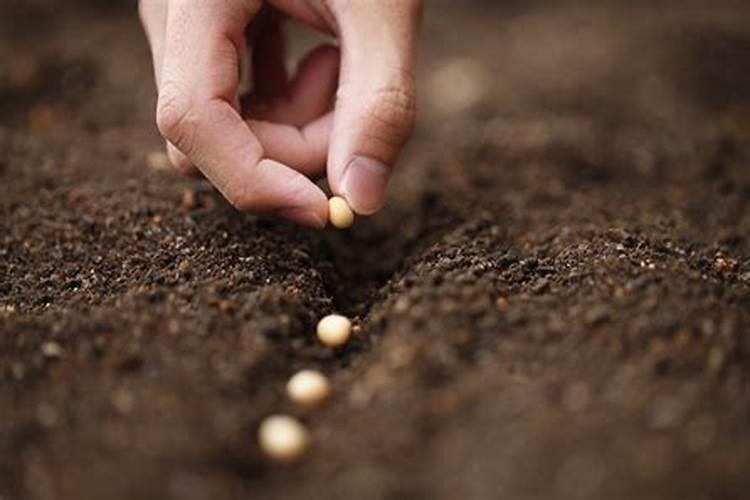 家庭养花用什么做氮磷钾肥料？