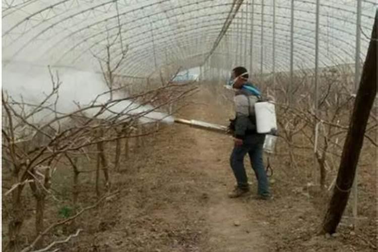 大棚蔬菜喷施叶面肥和根部冲施哪个好？