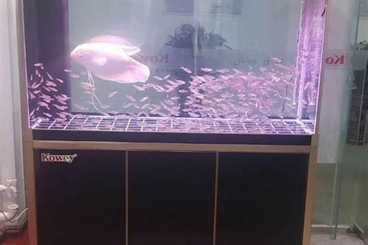 叶霸龙可以浇花不