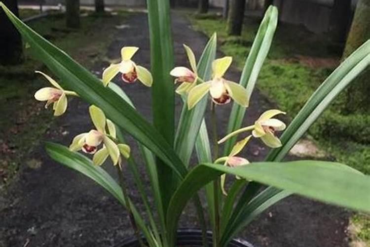 建兰的施肥方法