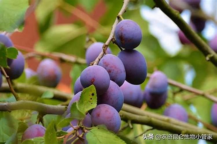 西梅施什么肥料好？叶面喷什么好？膨大增产肥料“调色师”