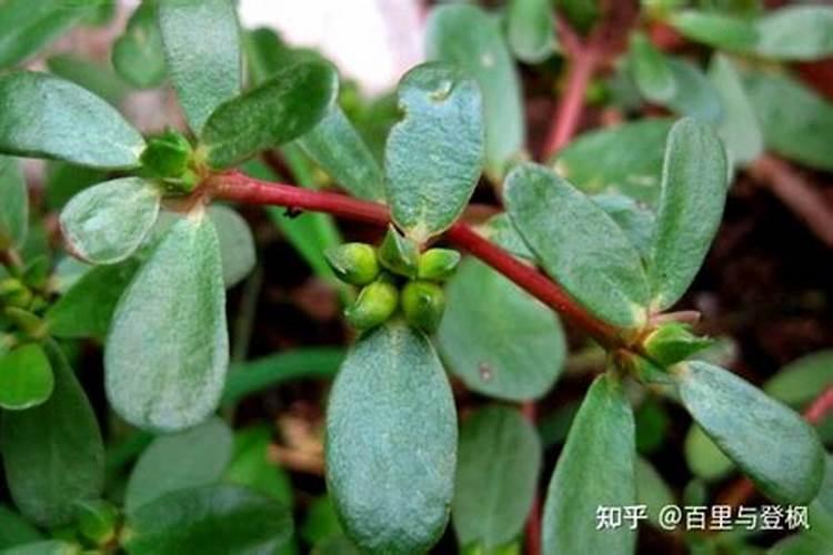 树马齿苋花怎么养