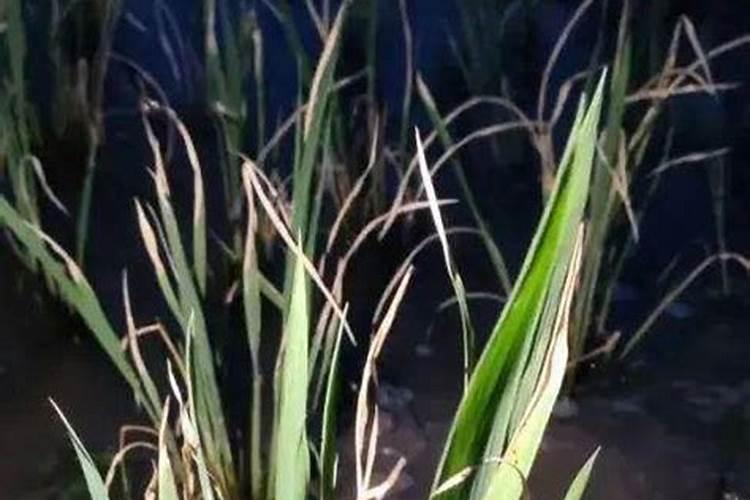 水稻苗不生新根怎么办