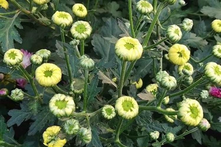 菊花花骨朵没有长大就开花,有些花骨朵发黑