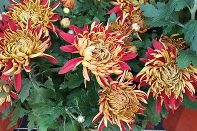 入冬前盆栽菊花花骨朵长太多咋办？